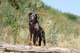 BEAUCERON 264